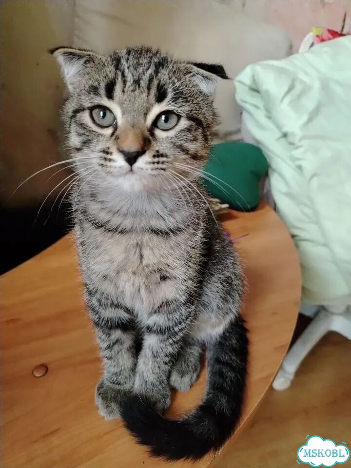 Шотландский вислоухий короткошёрстный котёнок фото 1